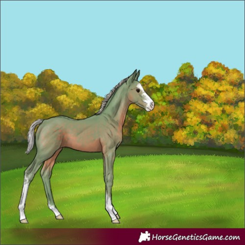 Horse Color:Watercolor Silver Black Sabino 