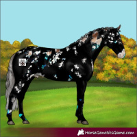 Horse Color:Bay Onyx Sabino Appaloosa 