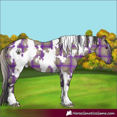 Horse Color:Plaid  White Spotted Grullo 