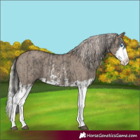 Horse Color:Unknown 