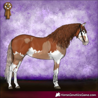 Horse Color:Red Dun Splash and Chestnut Splash