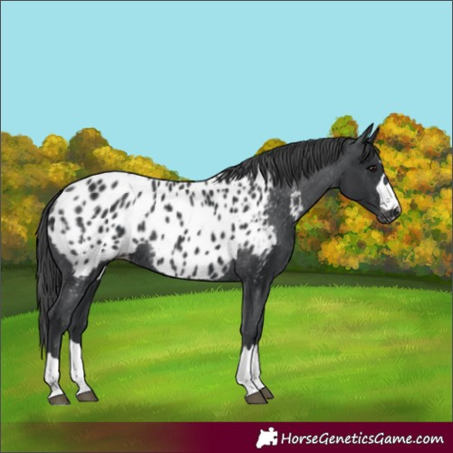 Horse Color:Black Appaloosa Rabicano