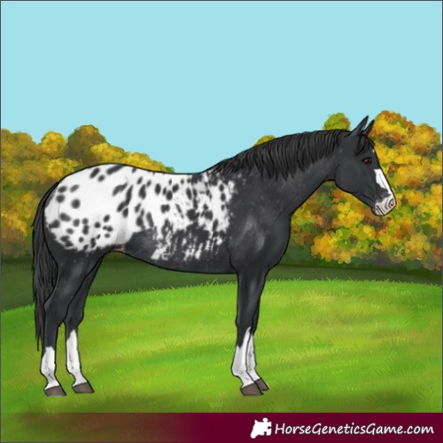 Horse Color:Black Blanket Rabicano 