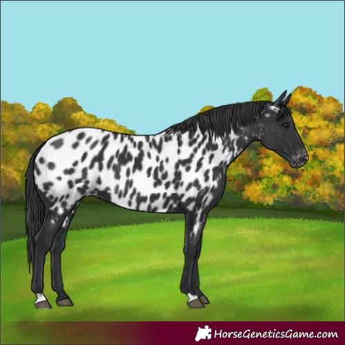 Horse Color:Black Appaloosa Rabicano 
