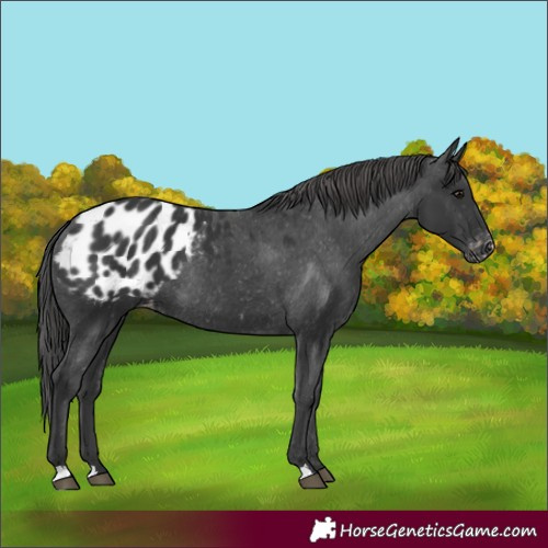 Horse Color:Black Appaloosa Rabicano 