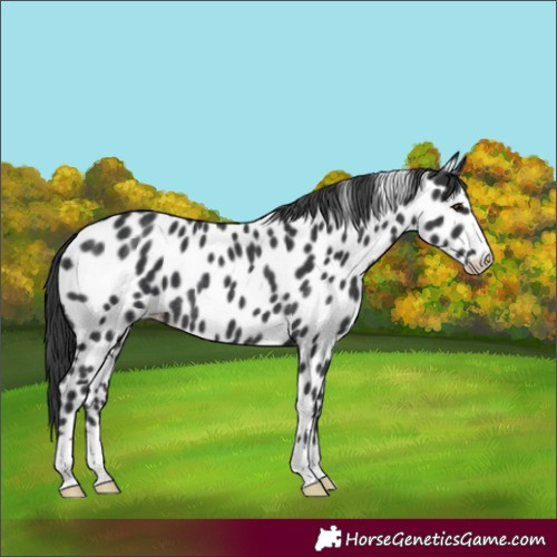 Horse Color:Black Appaloosa Rabicano
