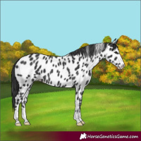 Horse Color:Black Appaloosa Rabicano