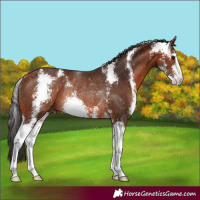 Horse Color:Bay Sabino Rabicano