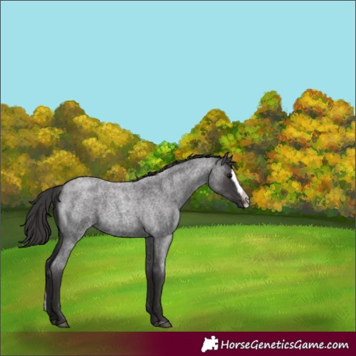 Horse Color:Smoky Blue Roan Splash Frame 