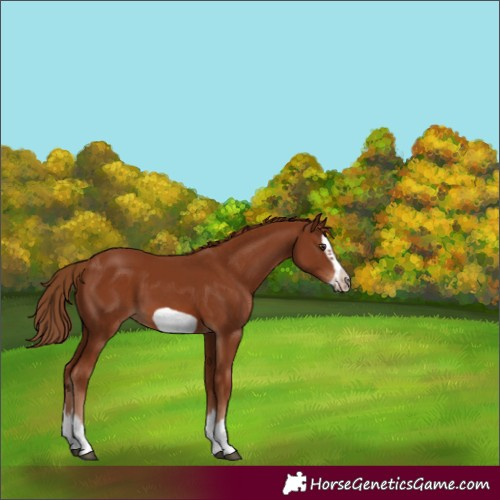 Horse Color:Chestnut Splash Frame 