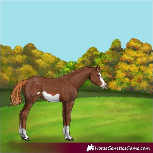 Horse Color:Chestnut Splash Frame 