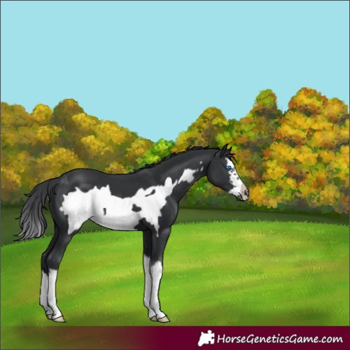 Horse Color:Black Splash Frame 