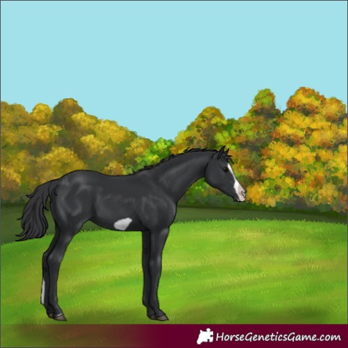 Horse Color:Black Splash Frame 