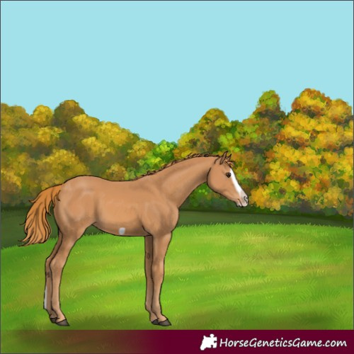 Horse Color:Chestnut Splash Frame 