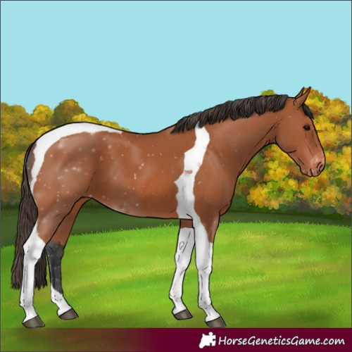 Horse Color:Bay Tobiano Appaloosa 