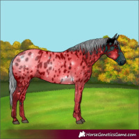 Horse Color:ERROR: UNKNOWN ANOMALY