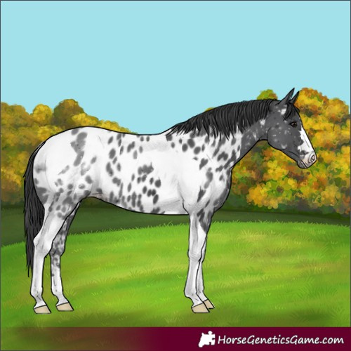 Horse Color:Black Tobiano Appaloosa 