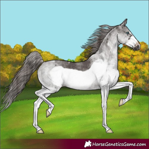 Horse Color:White Spotted Liver Chestnut Frame 