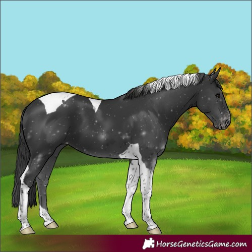 Horse Color:Black Tobiano Appaloosa 
