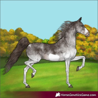 Horse Color:White Spotted Liver Chestnut Frame