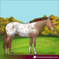 Horse Color:Powder White Red Dun Appaloosa Rabicano