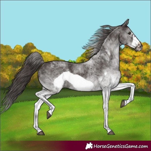 Horse Color:White Spotted Liver Chestnut Frame 