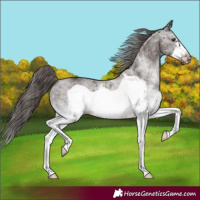Horse Color:White Spotted Liver Chestnut Frame