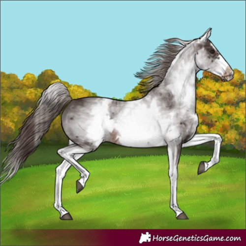 Horse Color:White Spotted Liver Chestnut Splash Frame 
