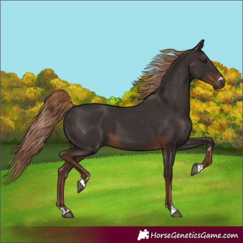 Horse Color:Liver Chestnut 