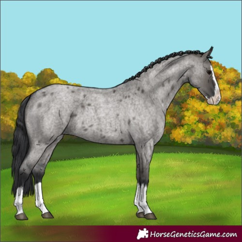 Horse Color:Grullo Roan Splash