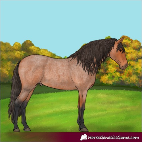 Horse Color:Bay Roan 