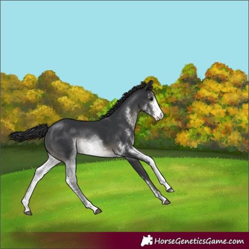 Horse Color:Black Sabino 