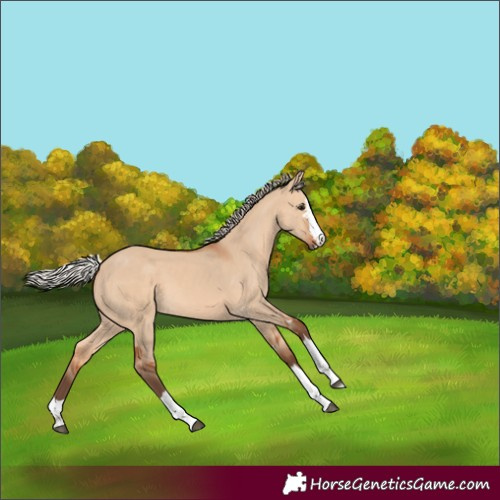Horse Color:Silver Bay Dun
