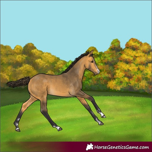 Horse Color:Buckskin