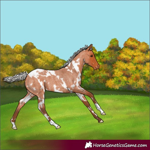 Horse Color:White Spotted Silver Bay Roan Varnish