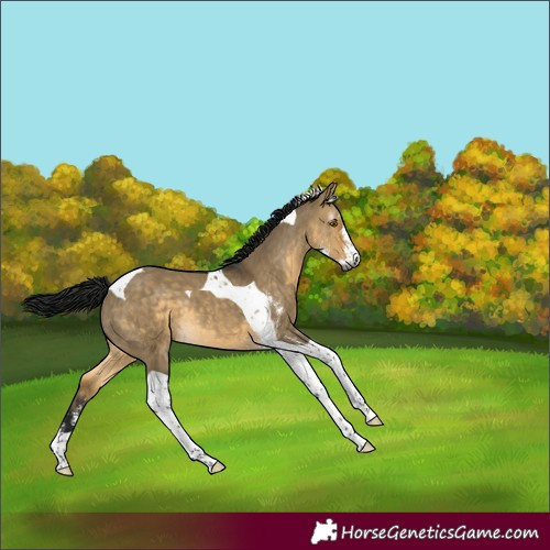 Horse Color:Gray Buckskin Dun Sabino Tobiano