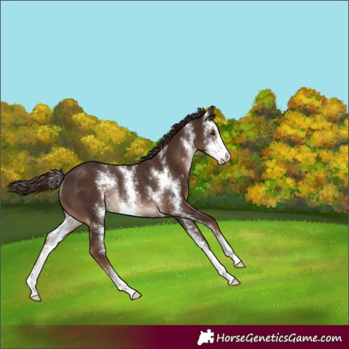 Horse Color:Liver Chestnut Sabino Appaloosa Rabicano