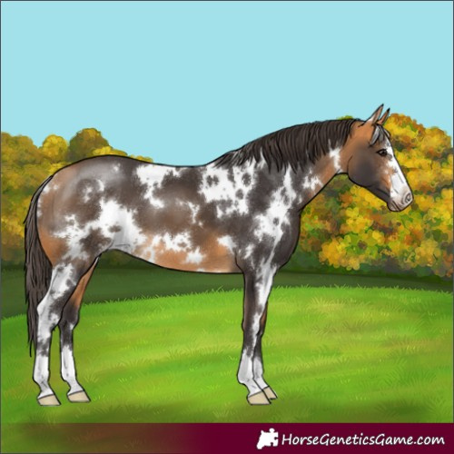 Horse Color:White Spotted Buckskin 
