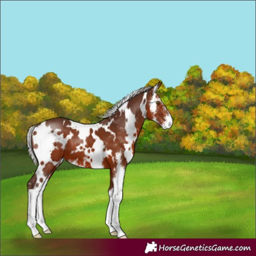 Horse Color:White Spotted Silver Bay Sabino