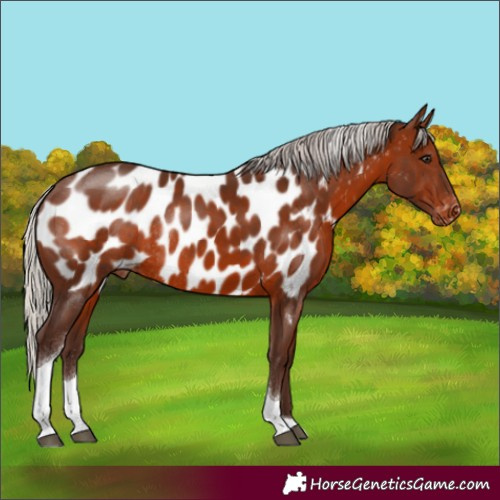 Horse Color:Silver Brown Tobiano Blanket Rabicano