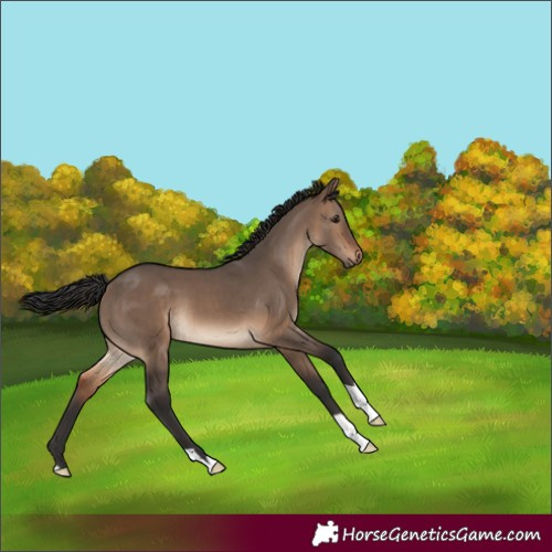 Horse Color:Brown Dun