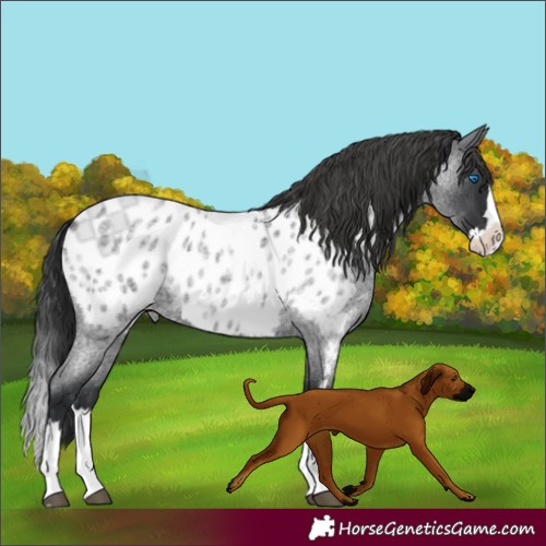 Horse Color:Blue Roan Splash Appaloosa 