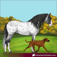 Horse Color:Blue Roan Splash Appaloosa
