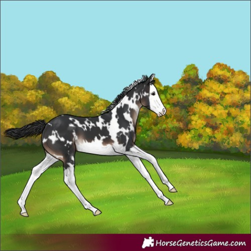 Horse Color:White Spotted Brown Splash Varnish 