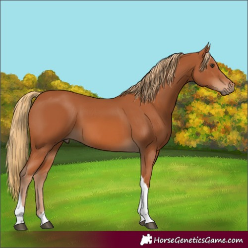 Horse Color:Chestnut Tobiano 