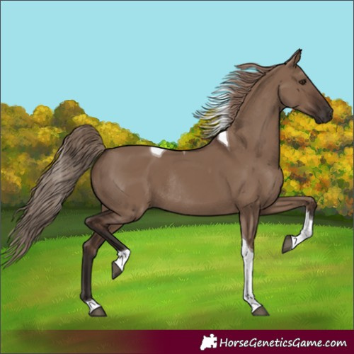 Horse Color:Liver Red Dun Tobiano Rabicano 