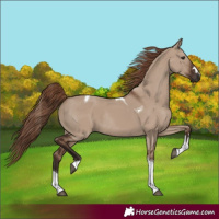 Horse Color:Liver Red Dun Tobiano Rabicano