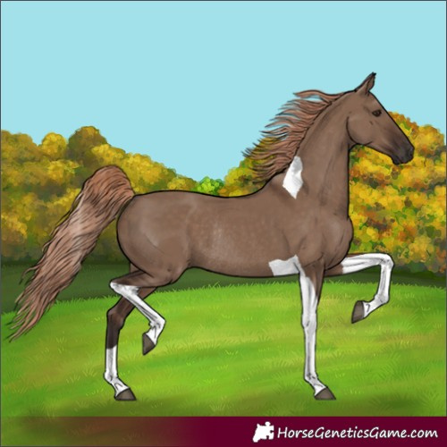 Horse Color:Liver Red Dun Tobiano Rabicano 