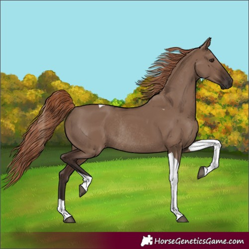 Horse Color:Liver Red Dun Tobiano Rabicano 