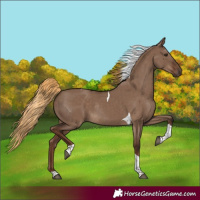 Horse Color:Liver Red Dun Tobiano Rabicano 